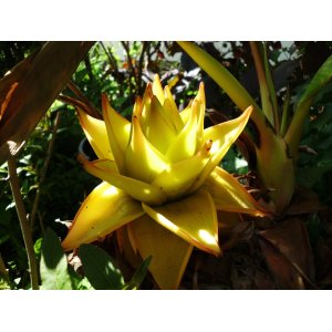 Banánovník lotosový (Musella lasiocarpa) - výška 120-150 cm, kont. C9L (-10°C)