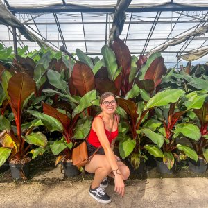 Banánovník habešský (Banana ensete) ´MAURELII´ - výška 50-80 cm, kont. C7L (-5°C)