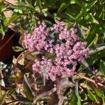 Baza čierna (Sambucus nigra) ´BLACK BEAUTY´ - GERDA´ výška: 30-50 cm, kont. C2L