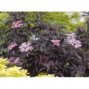 Baza čierna (Sambucus nigra) ´BLACK BEAUTY´ - GERDA´ výška: 30-50 cm, kont. C2L