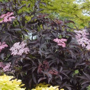 Baza čierna (Sambucus nigra) ´BLACK BEAUTY´ - GERDA´ výška: 30-50 cm, kont. C2L