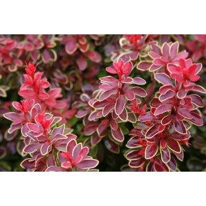 Dráč thunbergov (Berberis thunbergii) ´ADMIRATION´® - výška 15-25 cm, kont. C2L