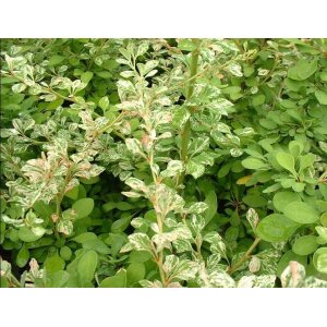 Dráč thunbergov (Berberis thunbergii) ´KELLERIS´ - výška 50-70 cm, kont. C2L