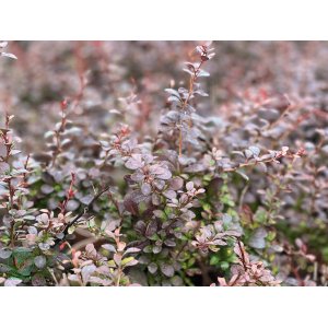 Dráč thunbergov (Berberis thunbergii) ´DART´S RED LADY´ - výška 20-40 cm, ⌀ 20-40 cm, kont. C2L
