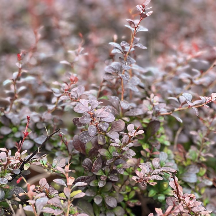 Dráč thunbergov (Berberis thunbergii) ´DART´S RED LADY´ - výška 20-40 cm, ⌀ 20-40 cm, kont. C2L