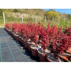Dráč thunbergov (Berberis thunbergii) ´ORANGE ICE®´ - výška 20-30 cm, kont. C3L