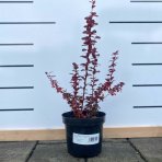 Dráč thunbergov (Berberis thunbergii) ´ATROPURPUREA´ výška: 30-50 cm, kont. C2L