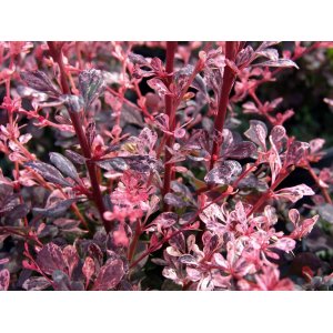 Dráč thunbergov (Berberis thunbergii) ´HARLEQUIN´ - výška 20-40 cm, ⌀ 30-50 cm, kont. C2L