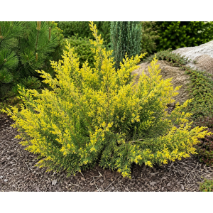 Borievka čínska (Juniperus chinensis) ´PLUMOSA AUREOVARIEGATA´ - výška 30-50 cm, kont. C5L