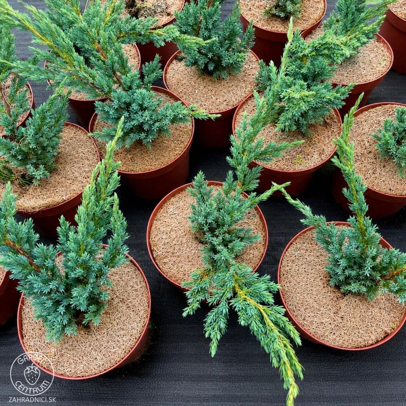 Obrázok Borievka šupinatá (Juniperus squamata) ´MEYERI´ - výška 20-40 cm, kont. C3L