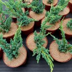 Borievka šupinatá (Juniperus squamata) ´MEYERI´ - výška 20-40 cm, kont. C3L