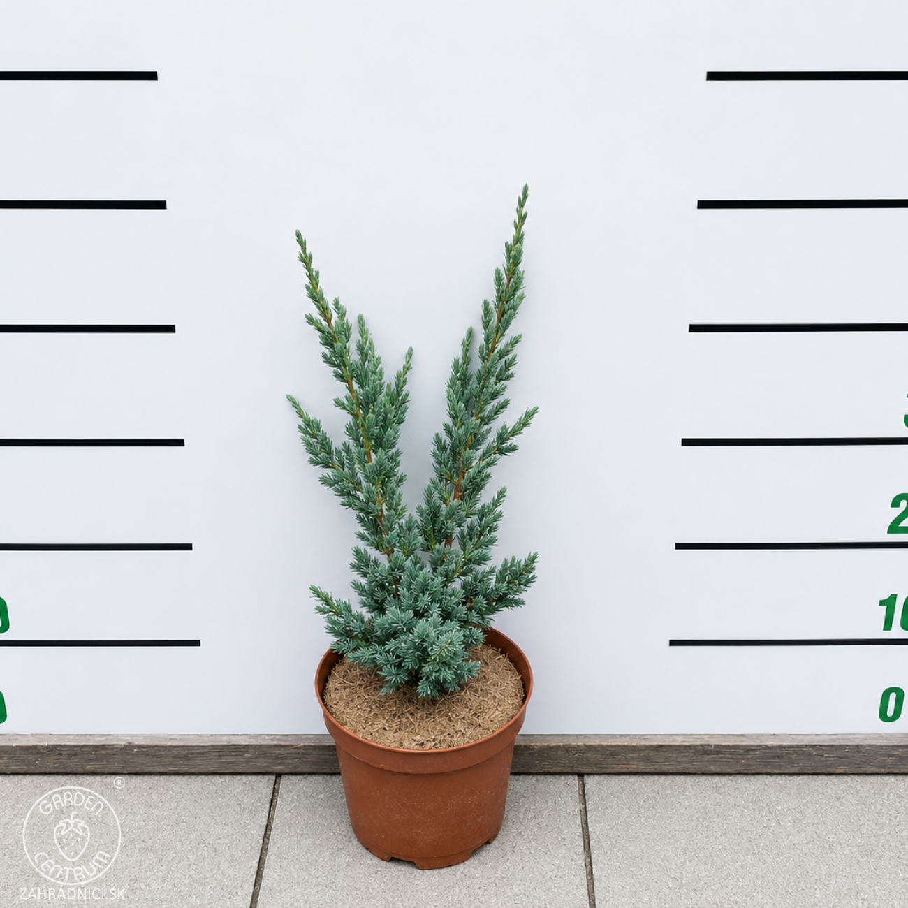 Obrázok Borievka šupinatá (Juniperus squamata) ´MEYERI´ - výška 20-40 cm, kont. C3L