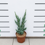 Borievka šupinatá (Juniperus squamata) ´MEYERI´ - výška 20-40 cm, kont. C3L