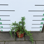Borievka pobrežná (Juniperus conferta) ´SCHLAGER´ - výška 30-40 cm, ⌀ 30-50 cm, kont. C3L