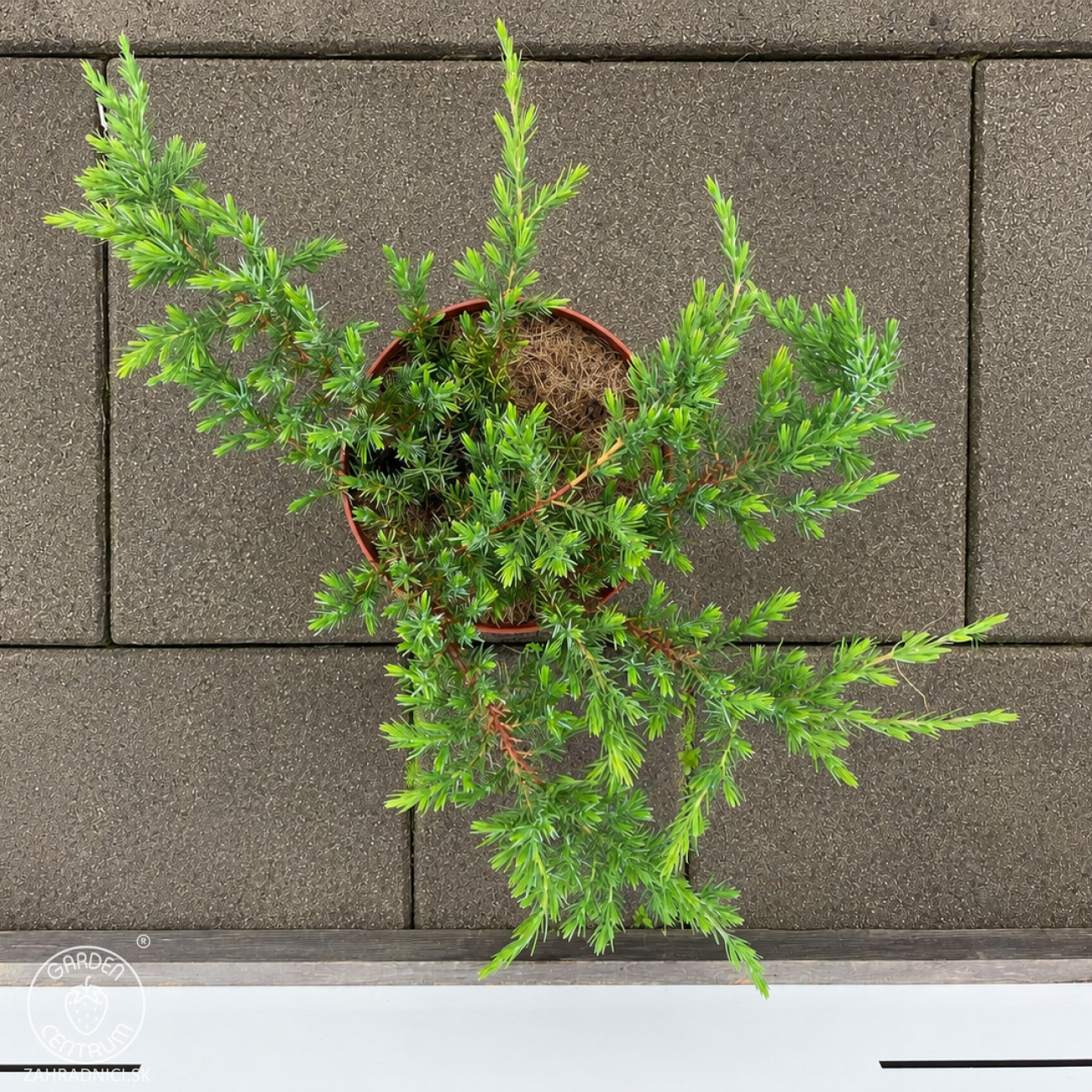 Obrázok Borievka pobrežná (Juniperus conferta) ´SCHLAGER´ - výška 30-40 cm, ⌀ 30-50 cm, kont. C3L