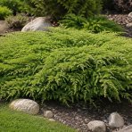 Borievka pobrežná (Juniperus conferta) ´SCHLAGER´ - výška 30-40 cm, ⌀ 30-50 cm, kont. C3L