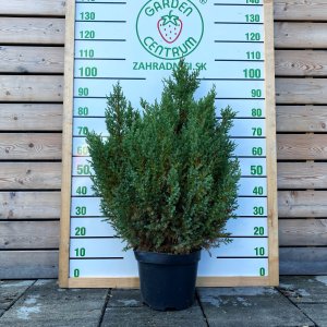 Borievka čínska (Juniperus chinensis) ´STRICTA´ - výška 80-100 cm, kont. C12L  