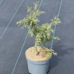 Borievka viržínska (Juniperus virginiana) ´HETZ´ - výška/previs 40-60 cm, priemer 15-20 cm, kont. C5L