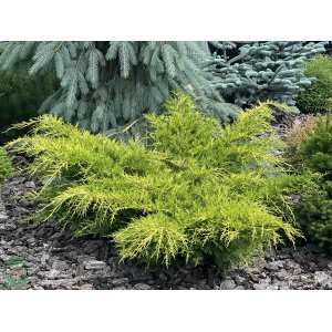 Borievka šupinatá (Juniperus squamata) ´DREAM JOY´ priemer: 40-60 cm, kont. C5L