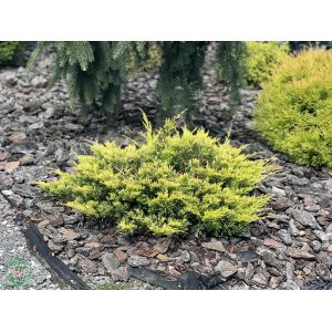 Borievka rozprestretá (Juniperus horizontalis) ´GOLDEN CARPET´, ø 30+ cm, kont. C2L/C3L