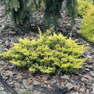 Borievka rozprestretá (Juniperus horizontalis) ´GOLDEN CARPET´, ø 30+ cm, kont. C2L/C3L