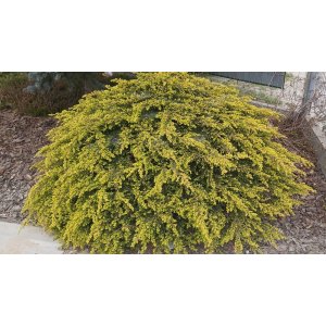 Borievka obyčajná (Juniperus communis) ´GOLDSCHATZ´ - ⌀ 20-30 cm, kont. C3L