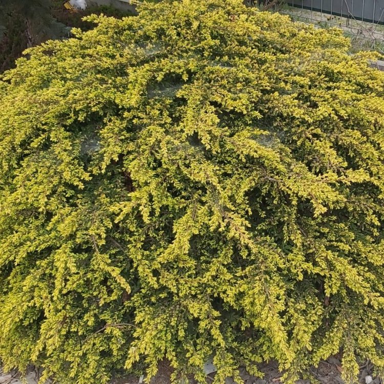 Borievka obyčajná (Juniperus communis) ´GOLDSCHATZ´ - ⌀ 20-30 cm, kont. C3L