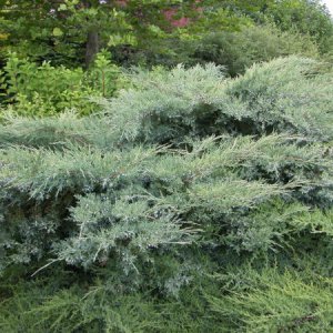 Borievka viržínska (Juniperus virginiana) ´HETZ´ - výška/previs 40-60 cm, priemer 15-20 cm, kont. C5L