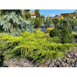Borievka prostredná (Juniperus media) ´PFITZERIANA AUREA´ ⌀ 30-60 cm, kont. C5L