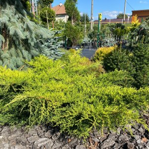 Borievka prostredná (Juniperus media) ´PFITZERIANA AUREA´ ⌀ 30-60 cm, kont. C5L