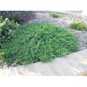 Borievka pobrežná (Juniperus conferta) ´BLUE PACIFIC´ – ⌀ 50-80 cm, kont. C3L