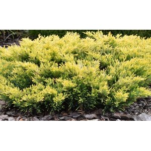 Borievka rozprestretá (Juniperus horizontalis) ´LIMEGLOW´ ⌀ 20–30 cm, kont. C5L 