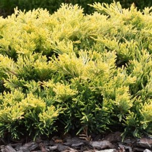 Borievka rozprestretá (Juniperus horizontalis) ´LIMEGLOW´ ⌀ 20–30 cm, kont. C5L 