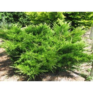 Borievka prostredná (Juniperus x media) ´MINT JULEP´, ⌀  20-30 cm, kont. C2L - 2. Trieda/Kvalita B