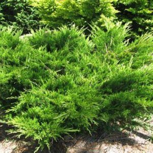 Borievka prostredná (Juniperus x media) ´MINT JULEP´, ⌀  20-30 cm, kont. C2L - 2. Trieda/Kvalita B