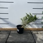 Borievka prostredná (Juniperus x media) ´MINT JULEP´, ⌀  20-30 cm, kont. C2L - 2. Trieda/Kvalita B