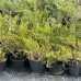 Borievka prostredná (Juniperus x media) ´MINT JULEP´, ⌀  20-30 cm, kont. C2L - 2. Trieda/Kvalita B