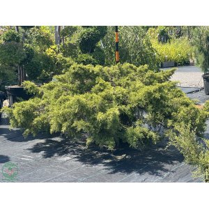 Borievka prostredná (Juniperus x media) ´OLD GOLD´ - priemer rastliny 200-250 cm, kont. C90L 