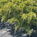 Borievka prostredná (Juniperus x media) ´OLD GOLD´ - priemer rastliny 200-250 cm, kont. C90L 