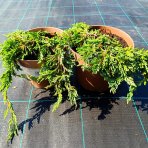 Borievka rozprestretá (Juniperus horizontalis) ´PANCAKE´ - ø 20-30 cm, kont.C2L