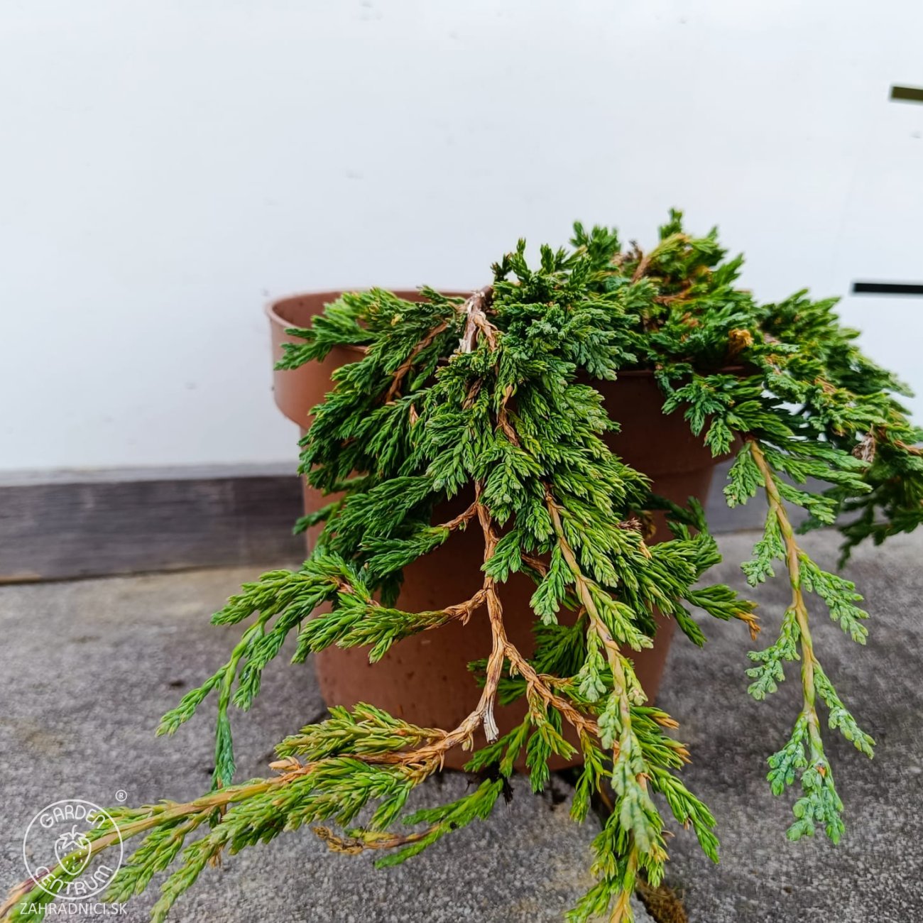 Obrázok Borievka rozprestretá (Juniperus horizontalis) ´PANCAKE´ - ø 20-30 cm, kont.C2L
