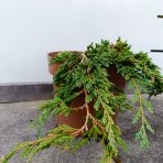 Borievka rozprestretá (Juniperus horizontalis) ´PANCAKE´ - ø 20-30 cm, kont.C2L