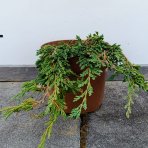 Borievka rozprestretá (Juniperus horizontalis) ´PANCAKE´ - ø 20-30 cm, kont.C2L