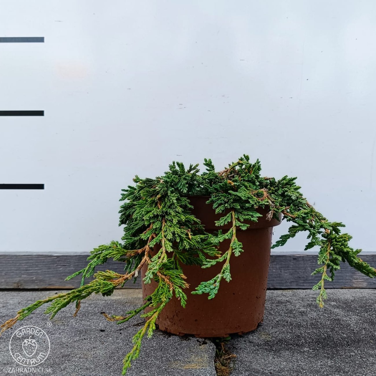 Obrázok Borievka rozprestretá (Juniperus horizontalis) ´PANCAKE´ - ø 20-30 cm, kont.C2L