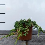 Borievka rozprestretá (Juniperus horizontalis) ´PANCAKE´ - ø 20-30 cm, kont.C2L