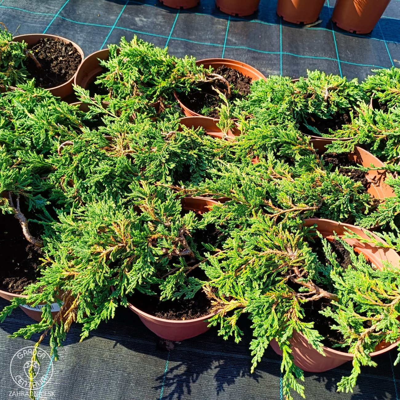 Obrázok Borievka rozprestretá (Juniperus horizontalis) ´PANCAKE´ - ø 20-30 cm, kont.C2L