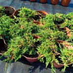 Borievka rozprestretá (Juniperus horizontalis) ´PANCAKE´ - ø 20-30 cm, kont.C2L