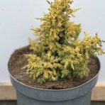 Borievka čínska (Juniperus chinensis) ´PLUMOSA AUREA´ - výška 15-20 cm, ⌀ 20-30 cm, kont. C5L