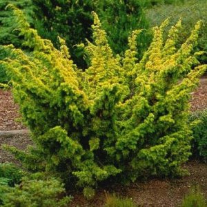 Borievka čínska (Juniperus chinensis) ´PLUMOSA AUREA´ - výška 15-20 cm, ⌀ 20-30 cm, kont. C5L