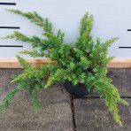 Borievka pobrežná (Juniperus conferta) ´SCHLAGER´ - výška 10-15 cm, ⌀ 60 cm, kont. C3L 